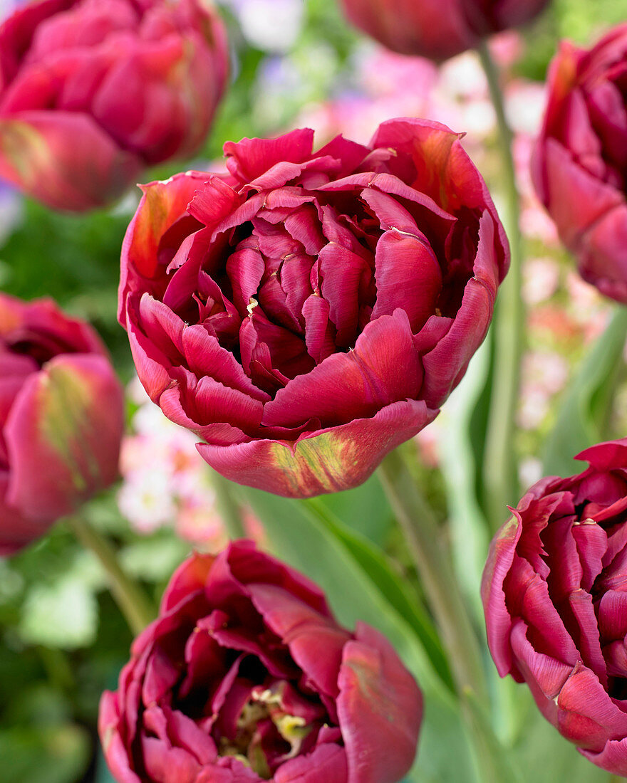 Тюльпан махровый ранний Понтиак